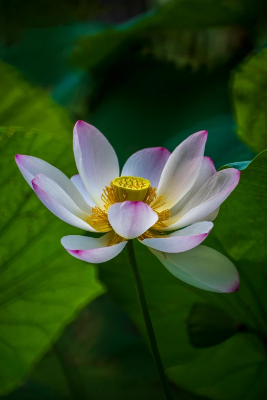 a white flower with a yellow center surrounded by green leaves, by Reuben Tam, unsplash, renaissance, pink lotus queen, vietnam, medium wide front shot, paul barson