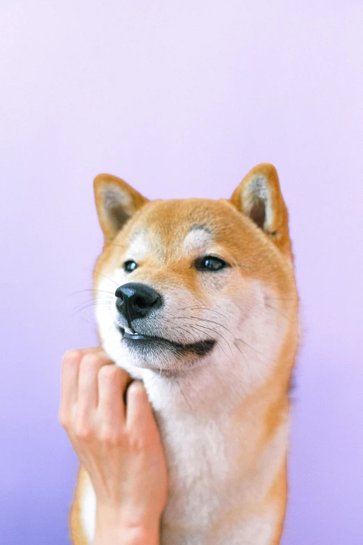 a close up of a person petting a dog, an album cover, inspired by Shiba Kōkan, trending on pexels, purple, winking, background removed, portrait of ((mischievous))