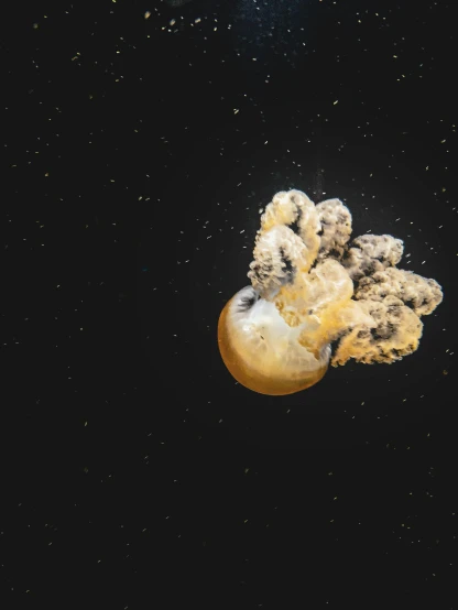 a jellyfish floating on top of a body of water, a microscopic photo, unsplash contest winner, space art, mouldy juice, tardigrade in space, ilustration, during a meteor storm