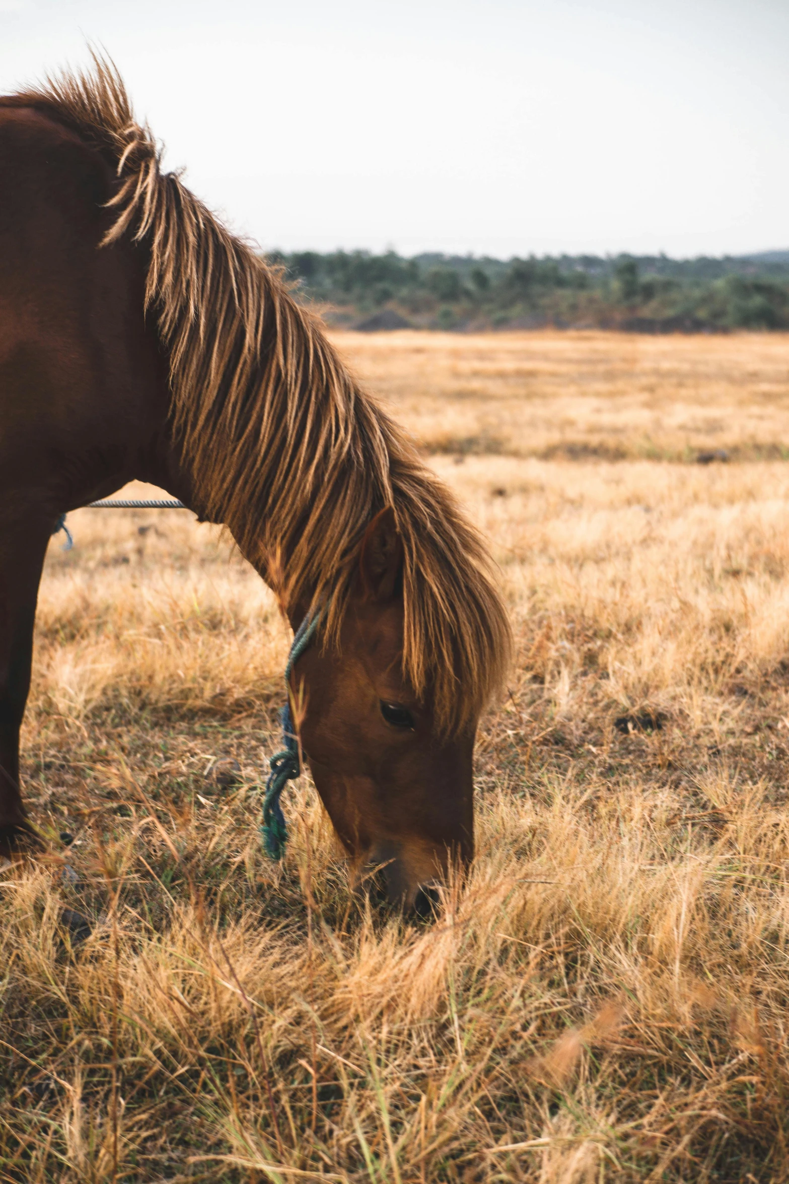 a brown horse standing on top of a dry grass field, trending on unsplash, renaissance, vsco film grain, grazing, licking out, savanna