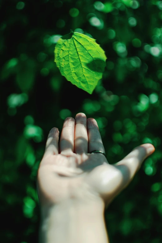 a person holding a leaf in their hand, inspired by Elsa Bleda, unsplash, environmental art, lush green, rising in the air levitating, 15081959 21121991 01012000 4k, instagram post