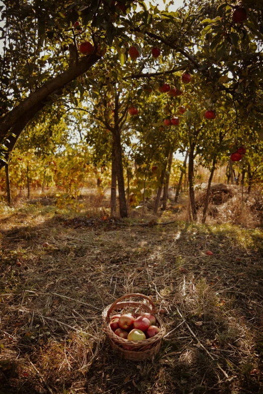 a basket of apples in an apple orchard, by Elsa Bleda, land art, cinematic shot ar 9:16 -n 6 -g, turkey, bags on ground, gold