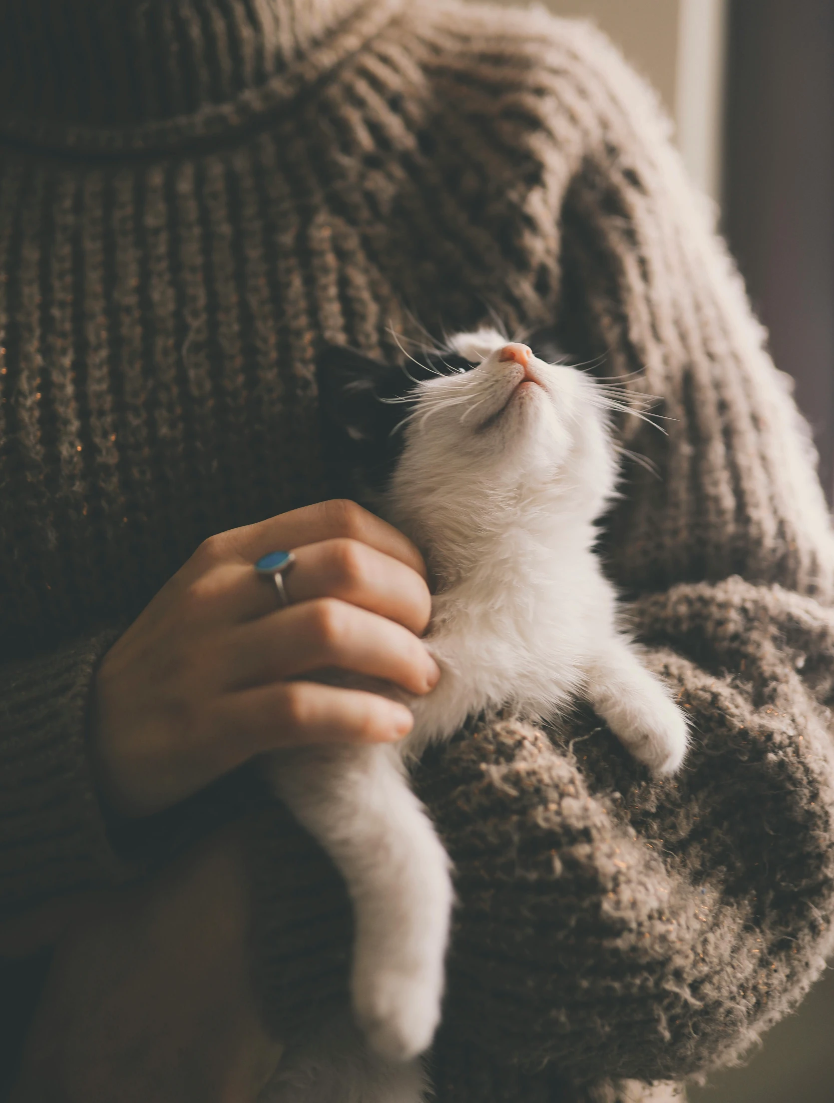 a woman holding a white kitten in her arms, by Niko Henrichon, trending on unsplash, visual art, wearing sweater, resting on chest, hands reaching for her, holding an epée