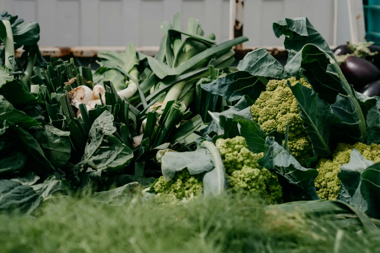 a pile of broccoli sitting on top of a lush green field, by Jessie Algie, unsplash, farmer's market setting, urban jungle plants, background image, white