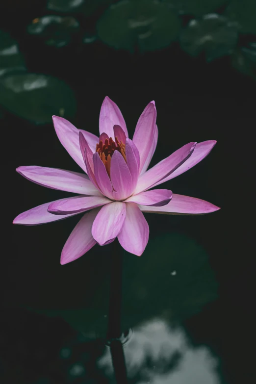 a pink flower sitting in the middle of a pond, by Reuben Tam, unsplash, paul barson, up-close, nostlagia, sprawling