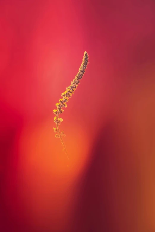 a close up of a flower on a red background, a macro photograph, by Sven Erixson, minimalism, flame shrubs, mustard, spire, willow plant