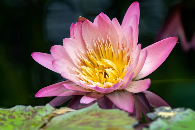 a close up of a pink flower in a pond, a portrait, by Phyllis Ginger, unsplash, hurufiyya, pink and yellow, nymphaea, shot on sony a 7, fragrant plants