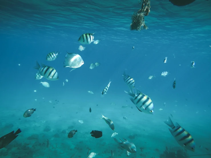 a large group of fish swimming in the ocean, middle of the ocean