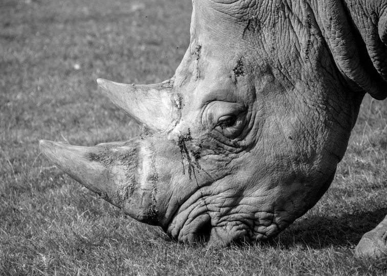 a rhino standing on top of a lush green field, a black and white photo, pexels, photorealism, bw close - up profile face, devastated, white horns from eyebrows, closeup 4k