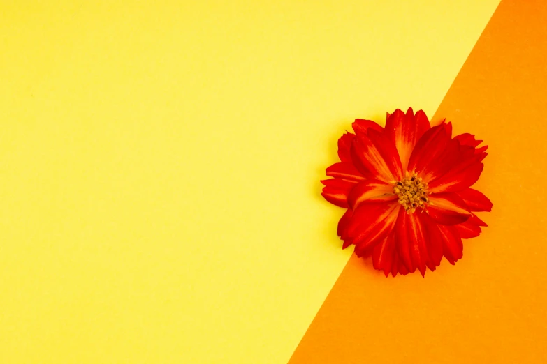 a red flower sitting on top of a yellow and orange surface, on a canva, computer wallpaper, paper, motion graphic