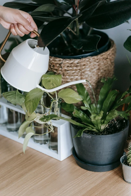 a person watering a potted plant on a table, inspired by Constantin Hansen, trending on unsplash, glossy white metal, detailed product image, detail shot, filled with plants