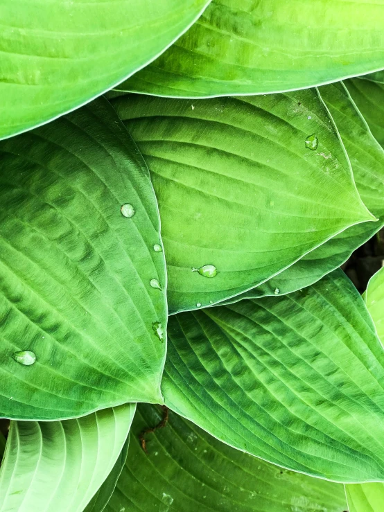 a close up of a bunch of green leaves, by Carey Morris, unsplash, big lilies, covered in water drops, sustainable materials, promo image