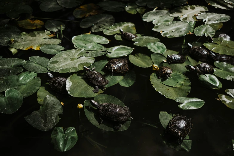 a group of turtles sitting on top of lily pads, by Carey Morris, pexels contest winner, fine art print, alessio albi, black, 🦩🪐🐞👩🏻🦳