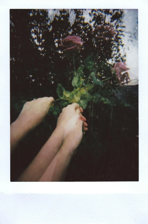 a person holding a flower in their hand, a polaroid photo, inspired by Elsa Bleda, aestheticism, with soft bushes, holding hands, low quality, covered in plants
