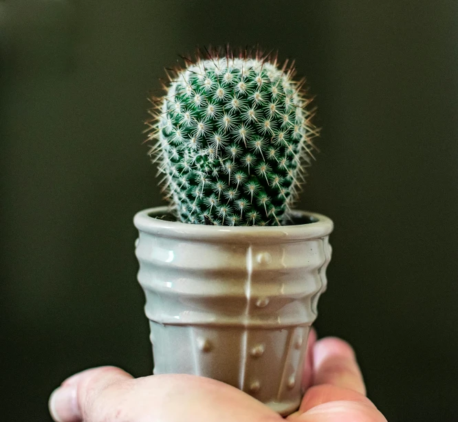 a person holding a small cactus in a pot, inspired by Elsa Bleda, trending on unsplash, photorealism, blue waffle cone, 🦩🪐🐞👩🏻🦳, hibernation capsule close-up, made of cactus spines