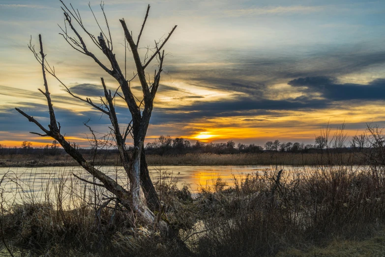 a tree that is next to a body of water, by Robert Storm Petersen, pexels contest winner, land art, godrays at sunset, marshes, slide show, midwest countryside