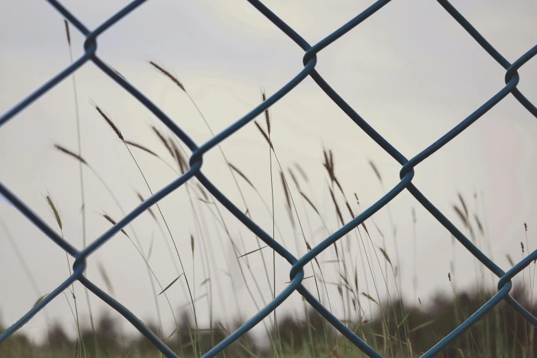 a field of tall grass behind a chain link fence, a picture, unsplash, conceptual art, shades of blue and grey, instagram picture, cages, plain background