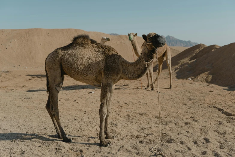 a camel that is standing in the dirt