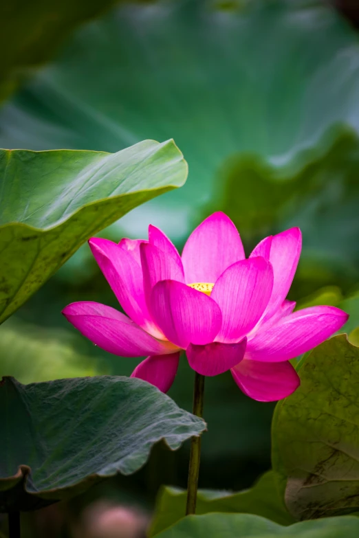 a pink lotus flower surrounded by green leaves, inspired by Li Di, unsplash, lpoty, hou china, idyllic, low