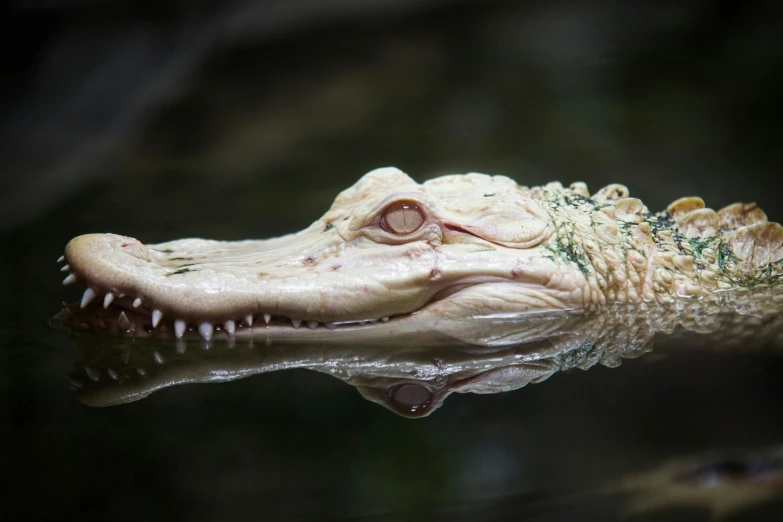 a close up of an alligator's head in the water, pexels contest winner, albino, paul barson, immature, mixed animal