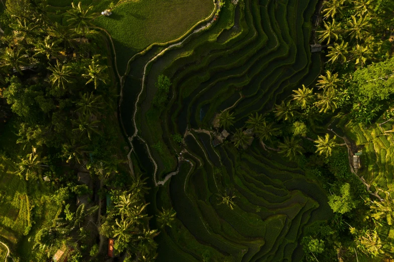 a bird's eye view of a lush green field, by Daren Bader, pexels contest winner, sumatraism, staggered terraces, festivals, tropical location, evening light