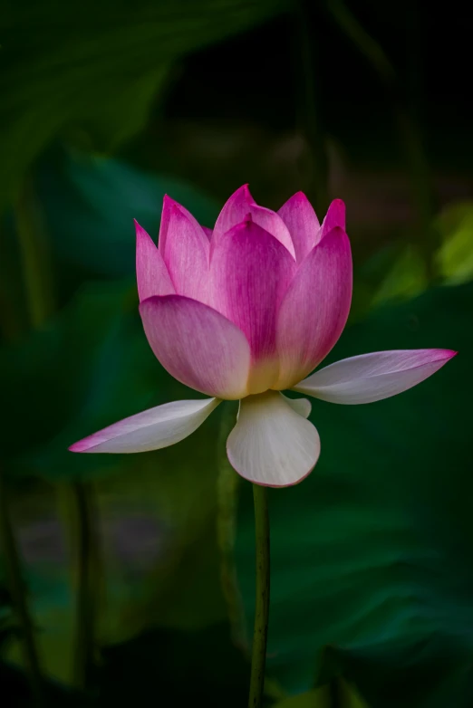 a pink lotus flower with green leaves in the background, a portrait, by Reuben Tam, unsplash, paul barson, upright, lpoty, vietnam