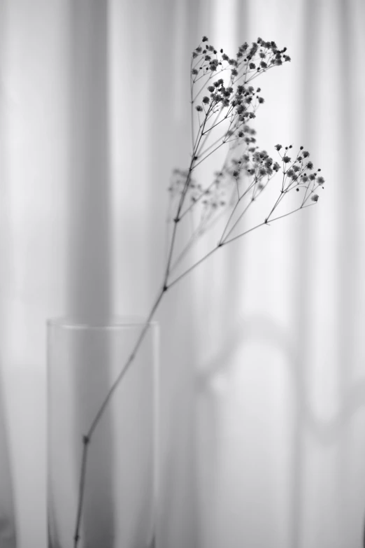 a black and white photo of a flower in a vase, minimalism, ethereal curtain, gypsophila, f / 1. 9 6. 8 1 mm iso 4 0, branches