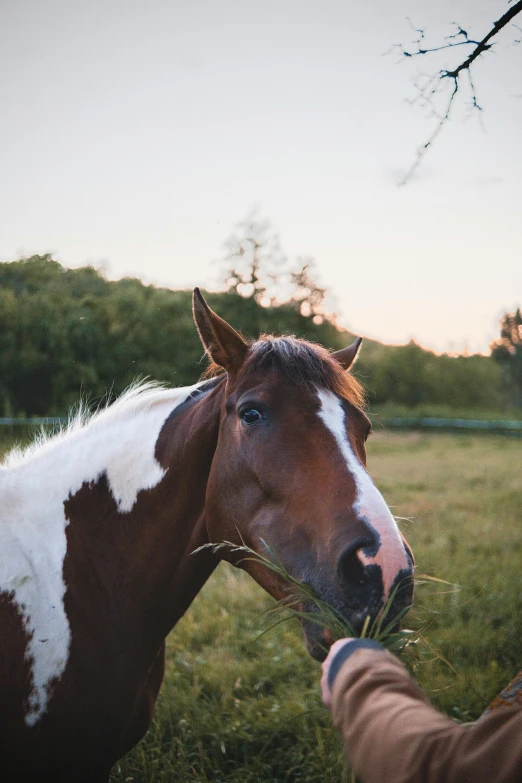 a person feeding a horse in a field, by Daniel Seghers, trending on unsplash, soft evening lighting, horse laying down, nice face, white with chocolate brown spots