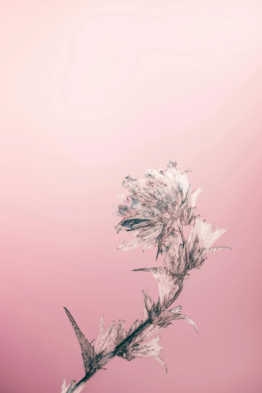 a close up of a plant with frost on it, poster art, by Adam Marczyński, minimalism, pink gradient background, blooming effect, pointè pose, today\'s featured photograph 4k