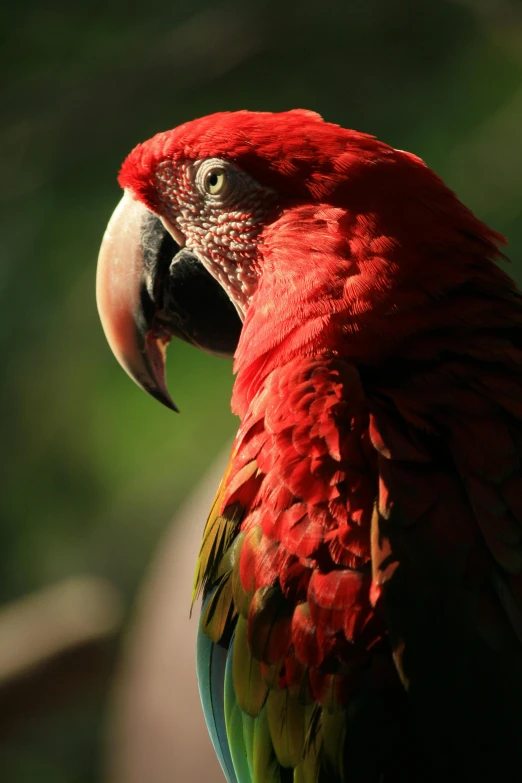 a red parrot sitting on top of a tree branch, a portrait, pexels contest winner, renaissance, red green color palette, mayan, head shot, a tall