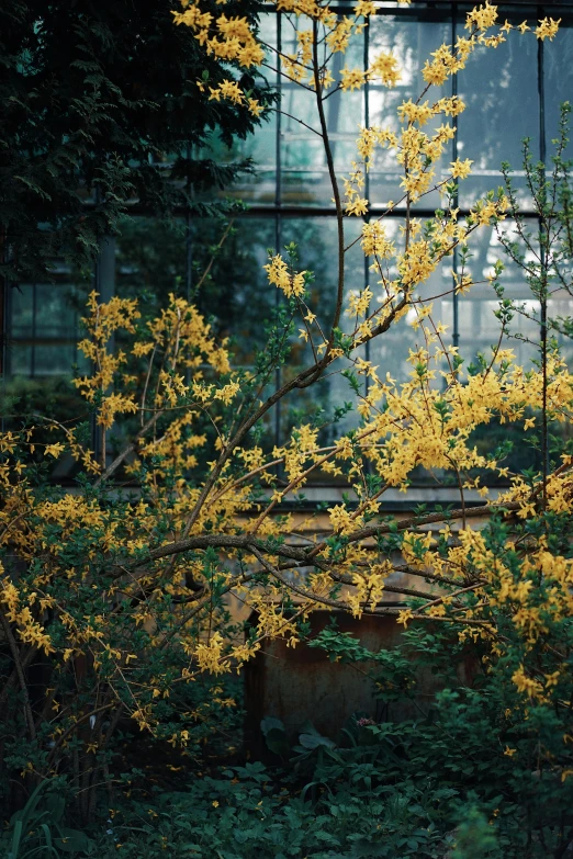 a fire hydrant sitting on top of a lush green field, inspired by Elsa Bleda, unsplash contest winner, in bloom greenhouse, yellow lanterns, many thick dark knotted branches, against a winter garden