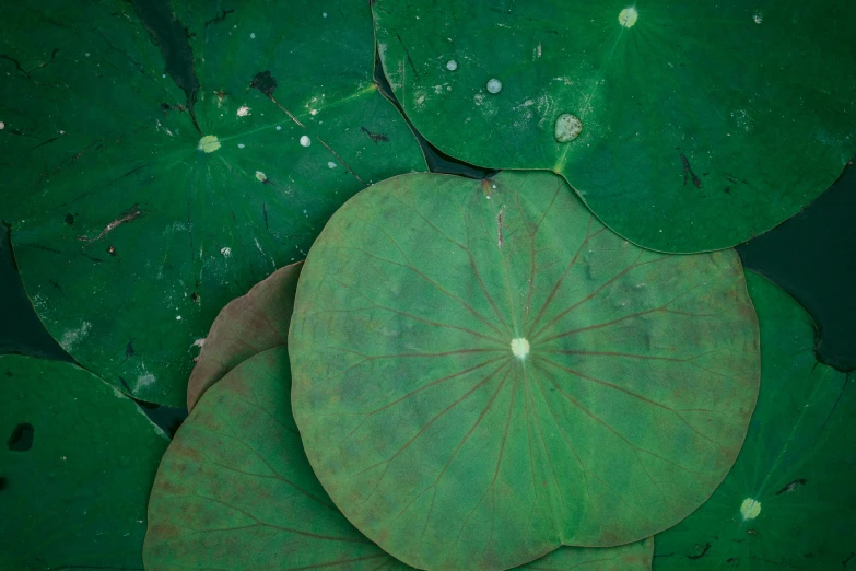 a group of green leaves floating on top of a body of water, an album cover, unsplash, hurufiyya, ayahuasca, verdigris, nymphaea, sri lanka