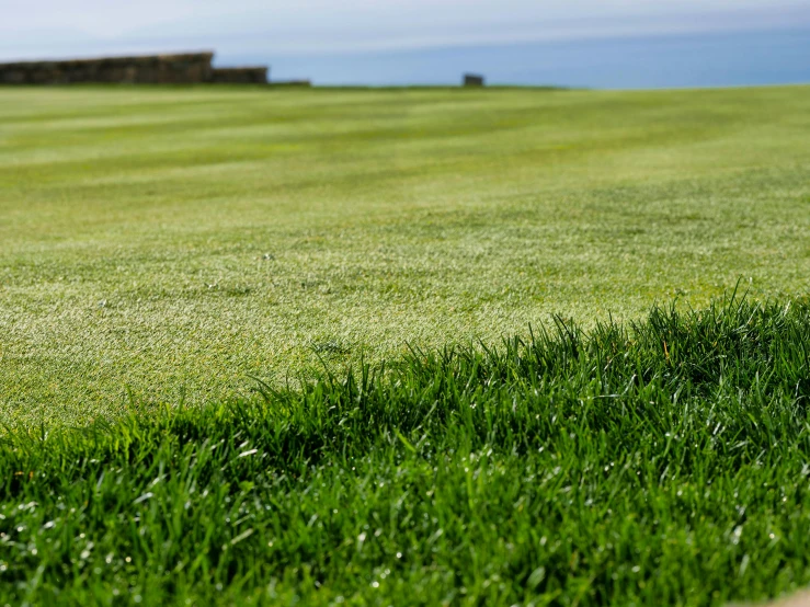 a red fire hydrant sitting on top of a lush green field, a digital rendering, by David Simpson, unsplash, golf course, zen sand carved lawn, hollister ranch, shoreline