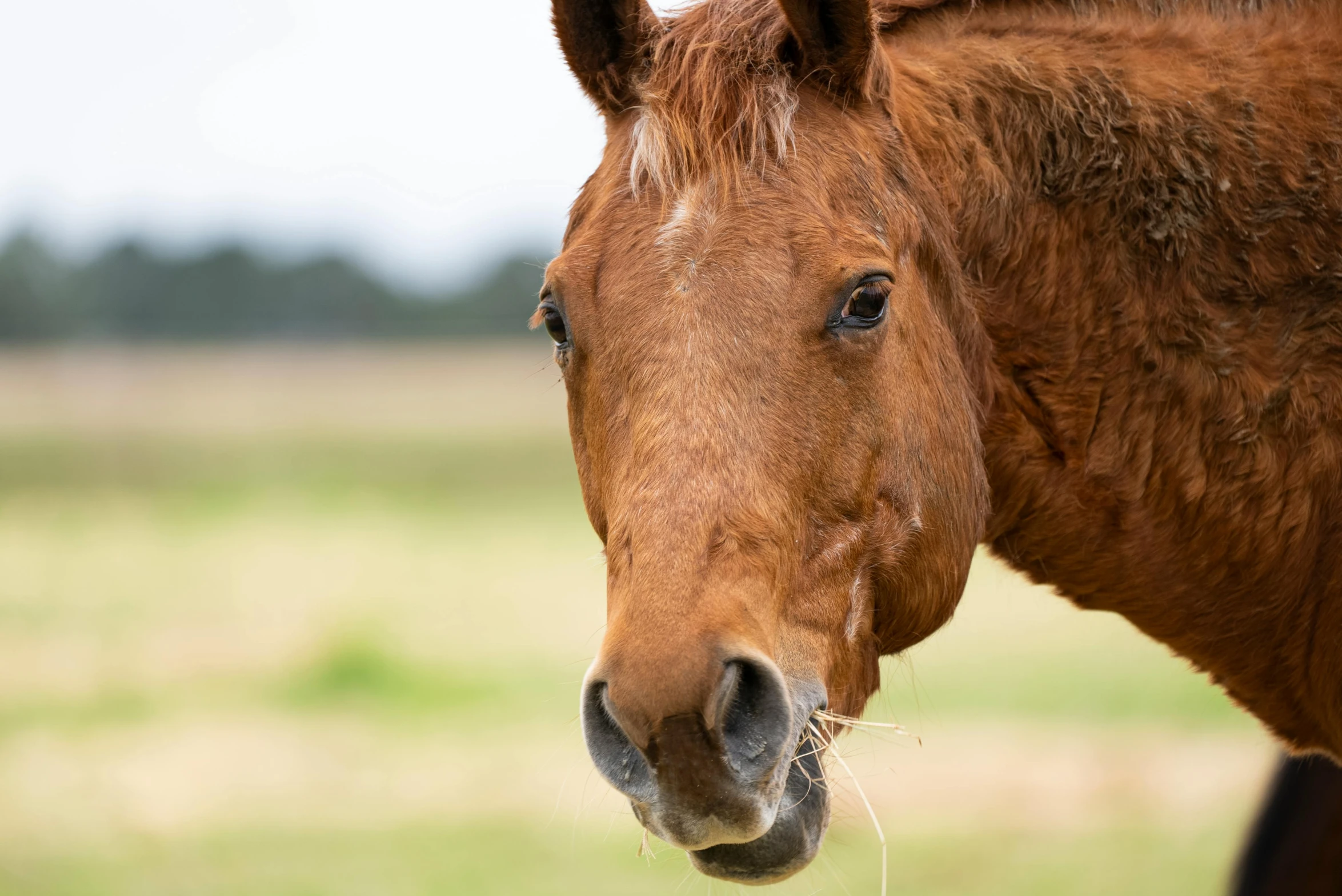 a brown horse standing on top of a lush green field, a portrait, unsplash, square nose, australian, ( ( ( copper ) ) ) wire whiskers, high resolution photo