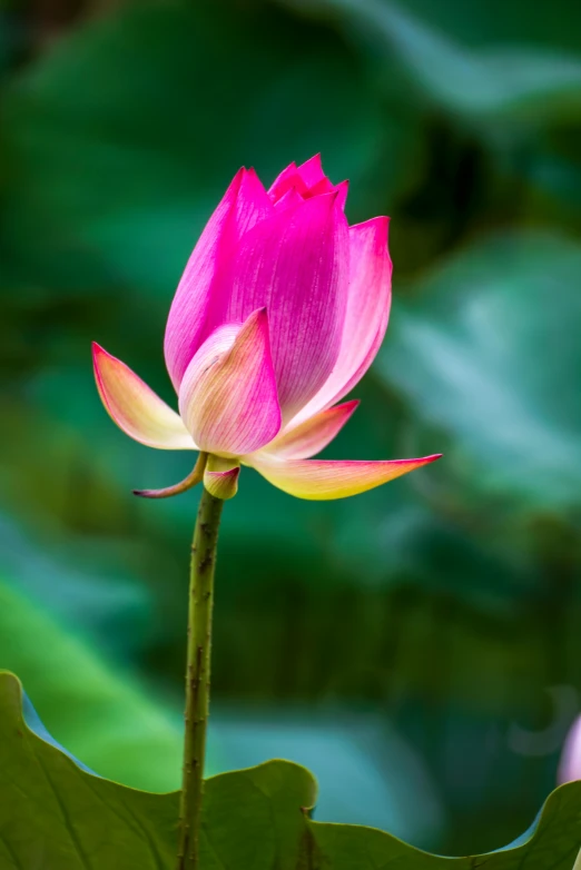 a pink flower sitting on top of a green leaf, sitting on a lotus flower, lpoty, striking colour, stems