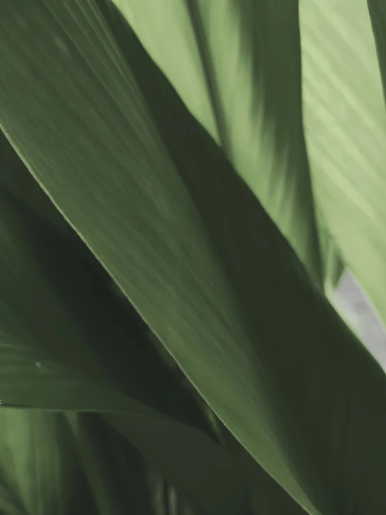 a close up of a plant with green leaves, 8 k octane comprehensive render, detailed product image, muted green, detail shot