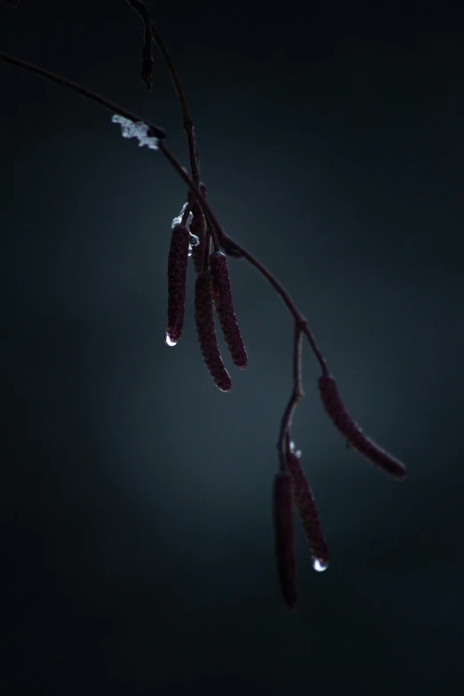 a branch with water droplets hanging from it, inspired by Elsa Bleda, tooth wu : : quixel megascans, maroon mist, willow plant, dark photo