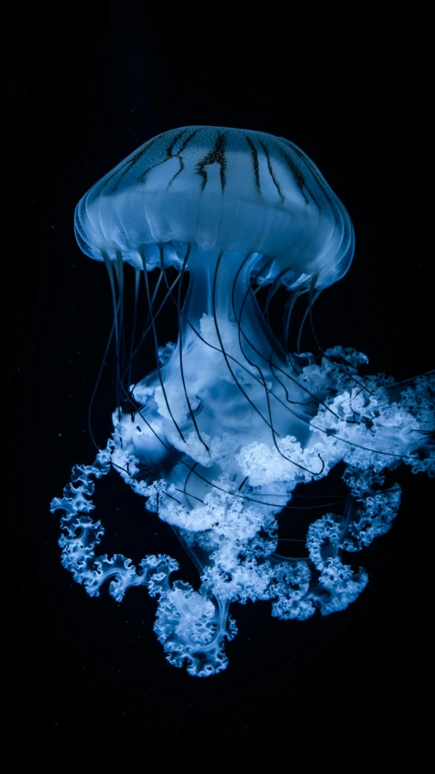 a jellyfish floating in the water at night, a microscopic photo, by Matt Cavotta, unsplash contest winner, desaturated blue, taken in the late 2010s, sea queen, slide show