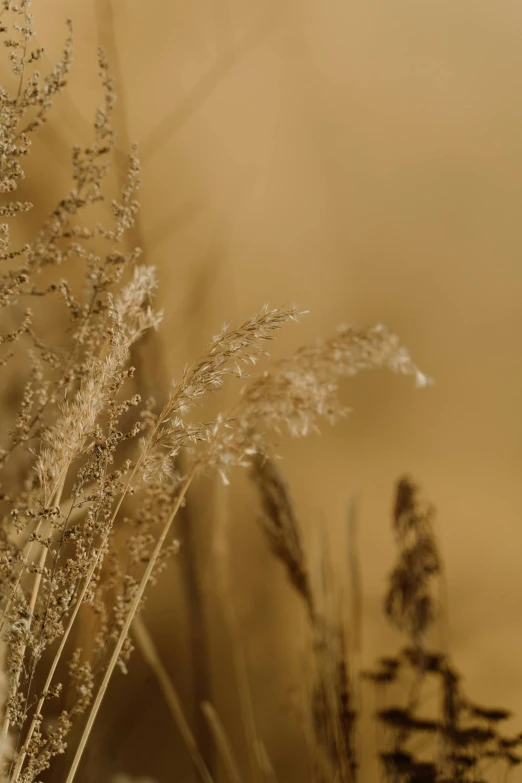 a close up of a bunch of tall grass, a macro photograph, by Andries Stock, trending on unsplash, tonalism, relaxed. gold background, sand - colored walls, background image