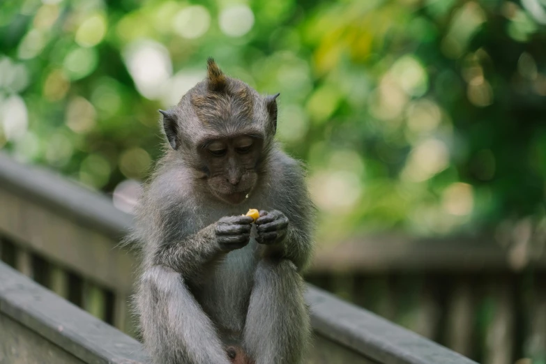 a monkey sitting on a railing eating a banana, a cartoon, pexels contest winner, sumatraism, grey, a wooden, national geographic footage, portrait image