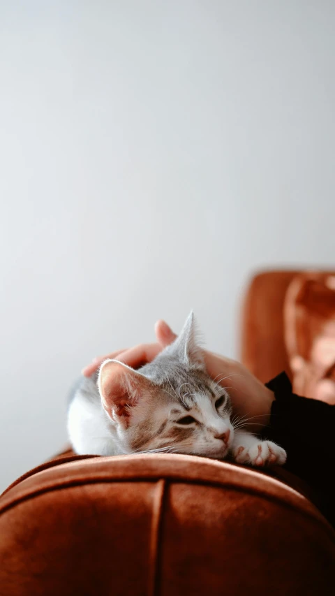 a close up of a person holding a cat on a couch, by Julia Pishtar, trending on pexels, renaissance, demur, grey, helpful, professional photo