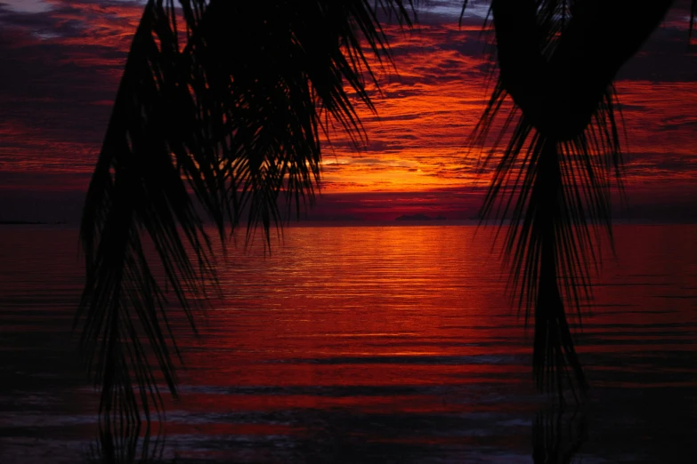 a sunset over a body of water with palm trees in the foreground, by Gwen Barnard, pixabay contest winner, sumatraism, looking out at a red ocean, thumbnail, closeup - view, good night