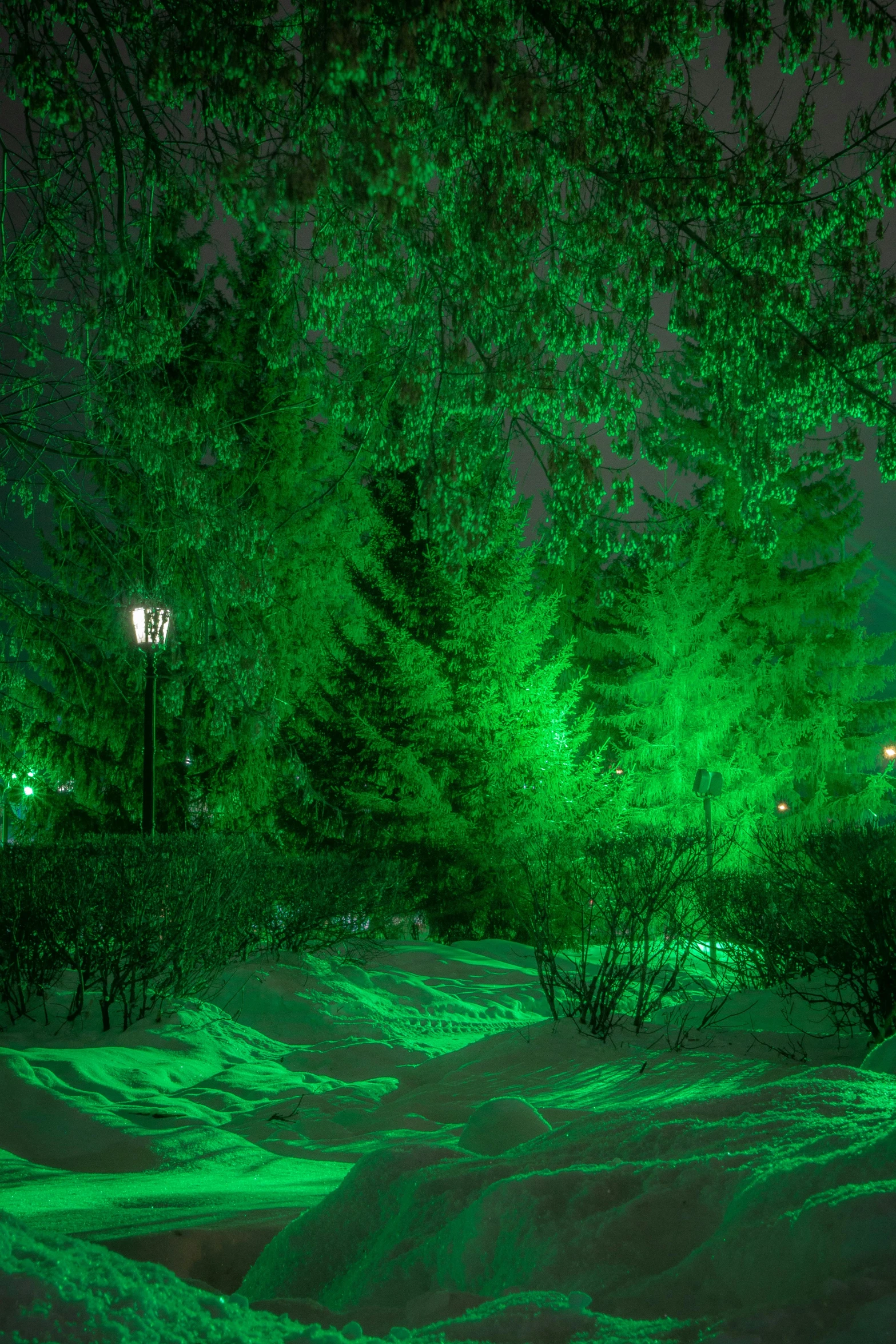 a green light illuminates a path in the snow, light show, vibrant greenery outside, fir trees, lightshow