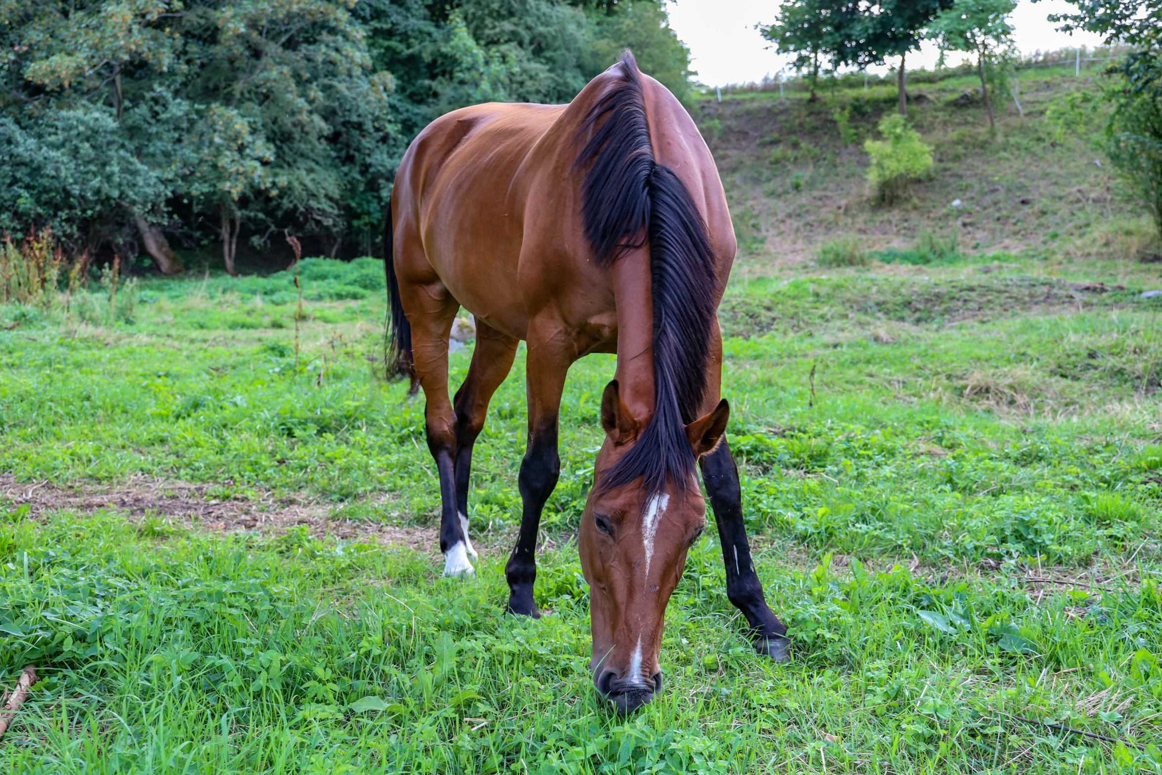 a brown horse standing on top of a lush green field, profile image, eating, midday photograph, no cropping