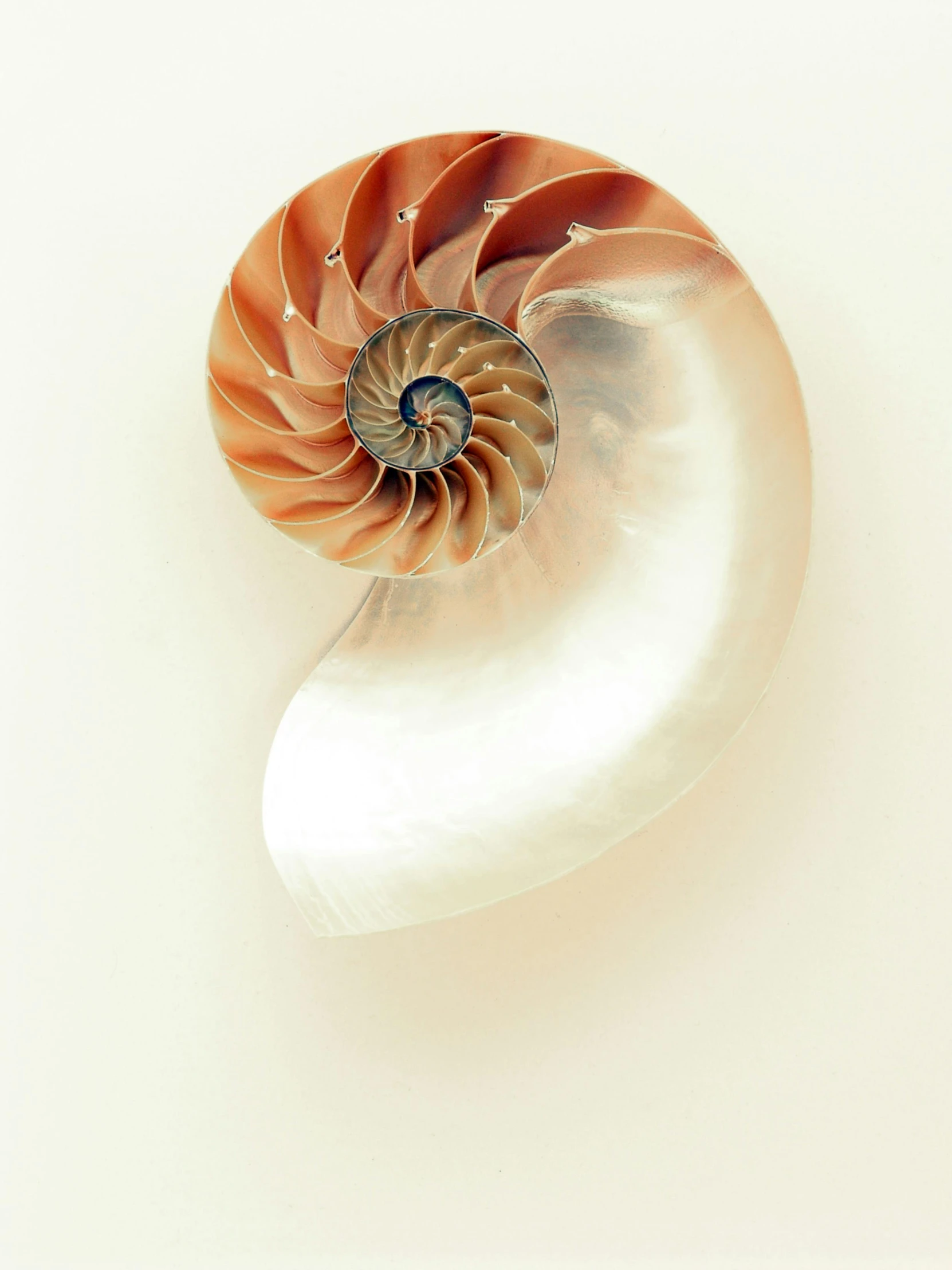 a close up of a shell on a white surface, a digital rendering, shutterstock contest winner, renaissance, ignant, sprial, sea horse, pale orange colors