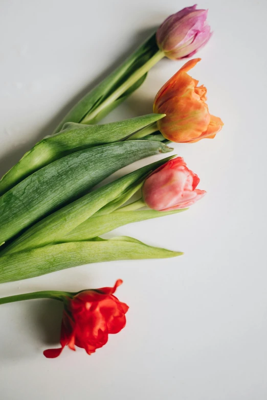 a bunch of flowers sitting on top of a table, by Kristin Nelson, unsplash, tulip, vegetable, on white background, made of glazed