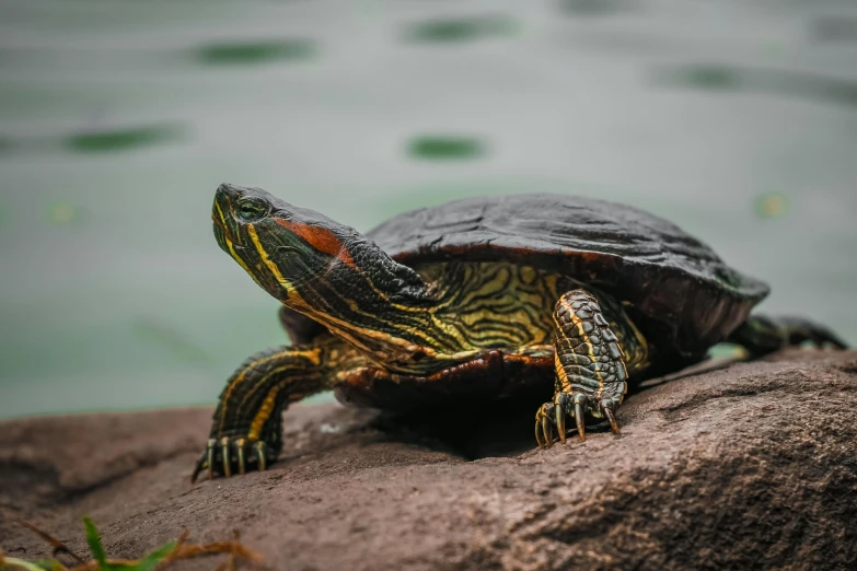 a turtle sitting on top of a rock next to a body of water, pexels contest winner, hurufiyya, marbled veins, black, multicoloured, slide show