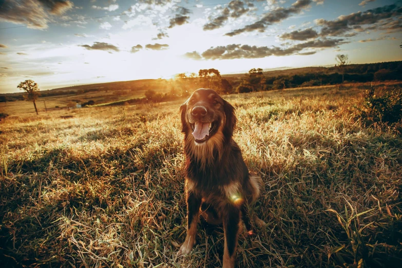 a dog that is sitting in the grass, by Will Ellis, unsplash contest winner, shining golden hour, aussie, wide angle”, wide grin