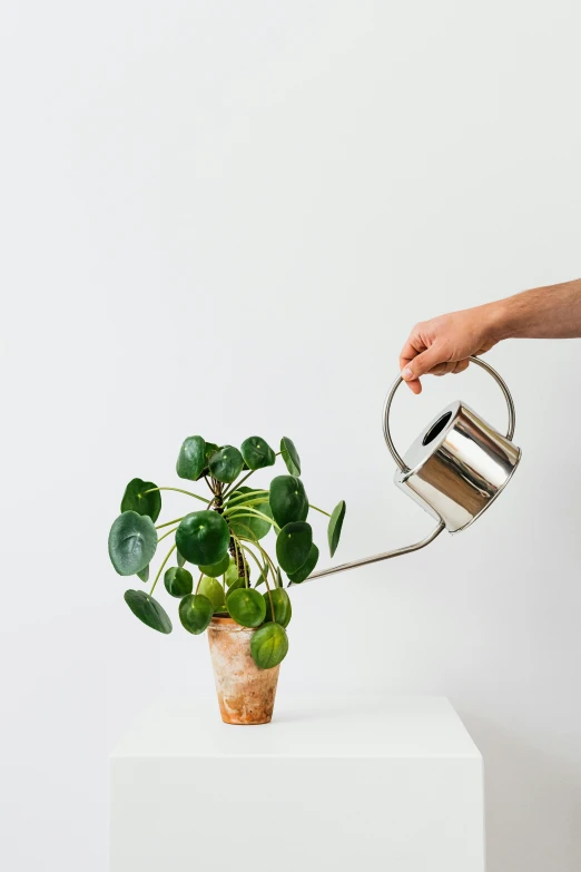 a person holding a watering can over a potted plant, inspired by Isidore Bonheur, stainless steal, lush vista, pearl silverplate, ecosystem