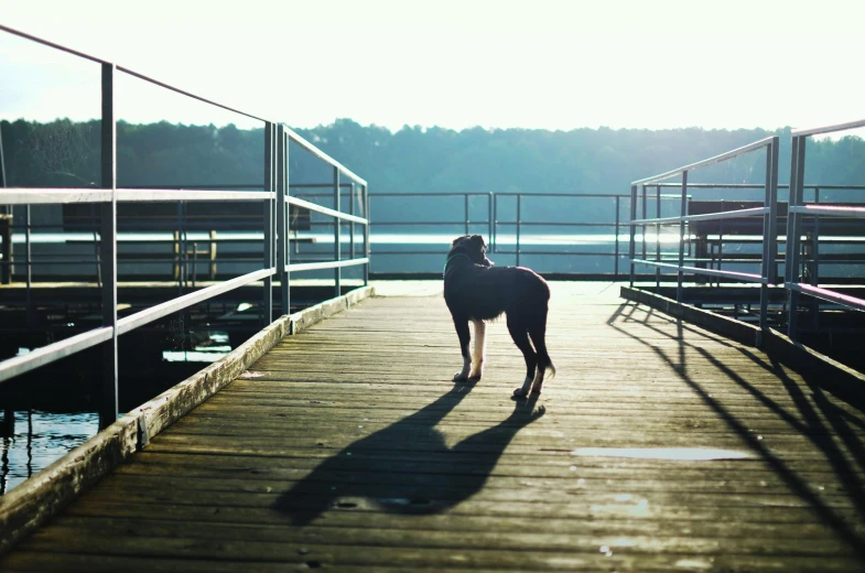 a dog standing on a pier next to a body of water, shadow, pony facing away, winning photograph, low-angle shot